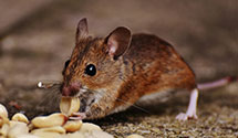 24 Hour & Emergency Exterminators in Dayton, KY